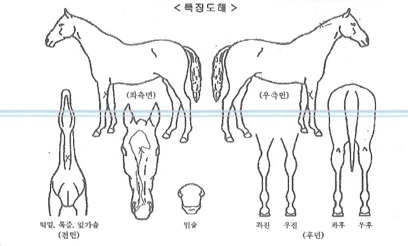 ������̾�Ʈ�� ����,���,�޸�,�λ�,�ٸ��� Ư¡����