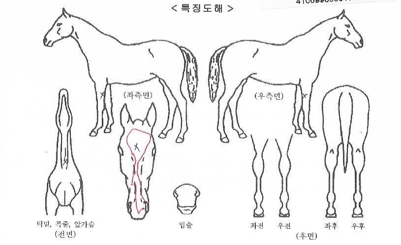 ¶ó¿Â´õÄÚºê¶óÀÇ Ãø¸é,¿ì¸é,µÞ¸é,µÎ»ó,´Ù¸®ÀÇ Æ¯Â¡µµÇØ