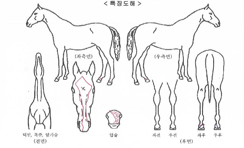 °ñµå¿¡Ä¡µåÀÇ Ãø¸é,¿ì¸é,µÞ¸é,µÎ»ó,´Ù¸®ÀÇ Æ¯Â¡µµÇØ