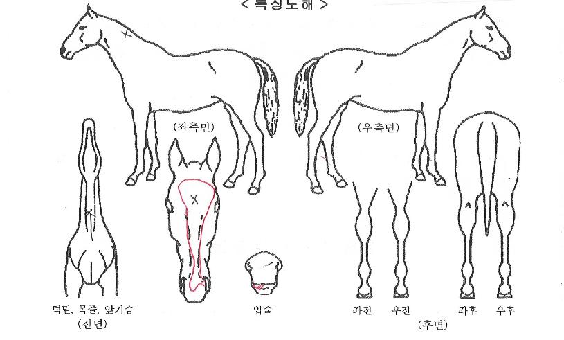 ���к����̵��� ����,���,�޸�,�λ�,�ٸ��� Ư¡����