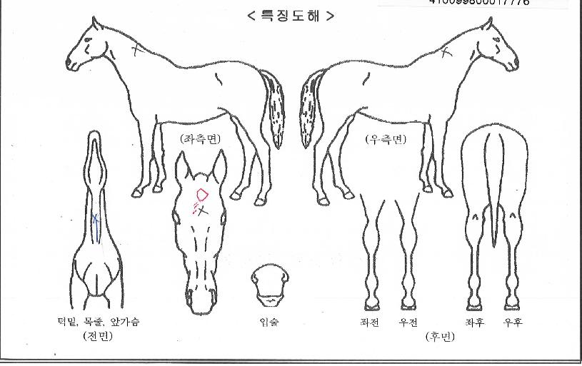 ¼¼ºìºí·¹À̵åÀÇ Ãø¸é,¿ì¸é,µÞ¸é,µÎ»ó,´Ù¸®ÀÇ Æ¯Â¡µµÇØ