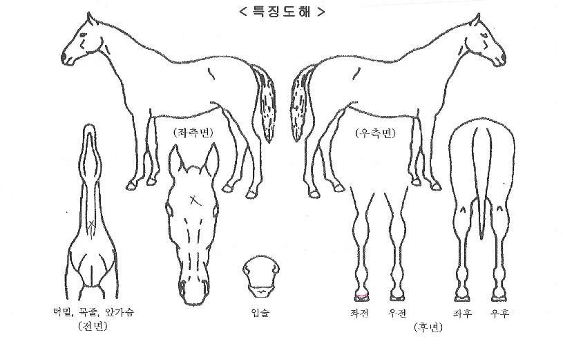 ���̾ƺ����� ����,���,�޸�,�λ�,�ٸ��� Ư¡����