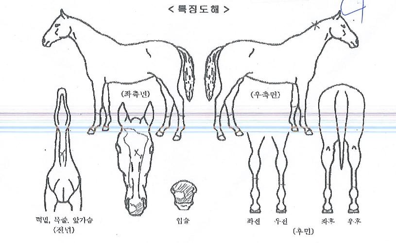 �򽺸�Ʈ�� ����,���,�޸�,�λ�,�ٸ��� Ư¡����