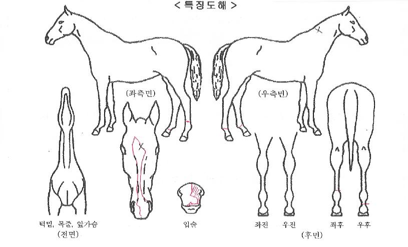 ¿ø¸¶ÀεåÀÇ Ãø¸é,¿ì¸é,µÞ¸é,µÎ»ó,´Ù¸®ÀÇ Æ¯Â¡µµÇØ