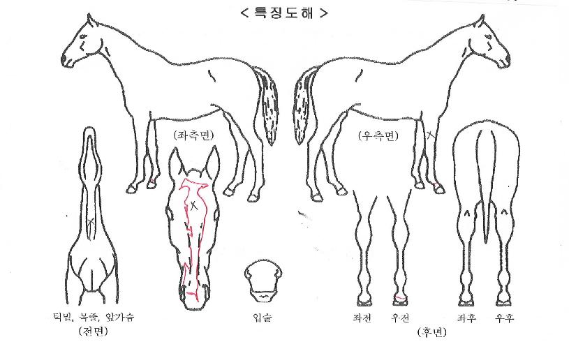 �ö��׾Ʒ��� ����,���,�޸�,�λ�,�ٸ��� Ư¡����