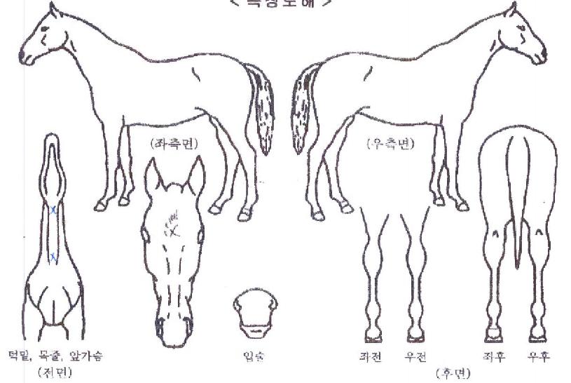 ÆÇŸ½ºÆ½Å·´ýÀÇ Ãø¸é,¿ì¸é,µÞ¸é,µÎ»ó,´Ù¸®ÀÇ Æ¯Â¡µµÇØ