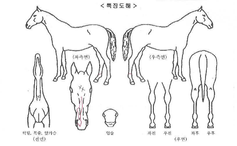 ������ ����,���,�޸�,�λ�,�ٸ��� Ư¡����