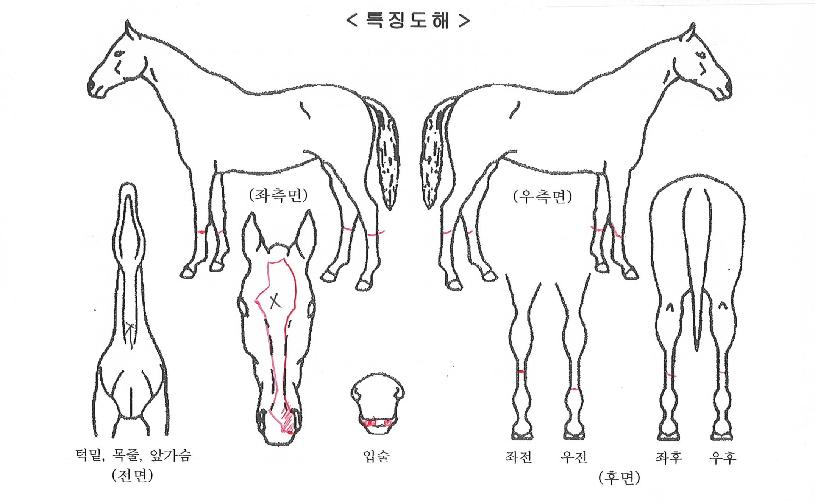 »ç¹ÙÇÏÀÇ Ãø¸é,¿ì¸é,µÞ¸é,µÎ»ó,´Ù¸®ÀÇ Æ¯Â¡µµÇØ
