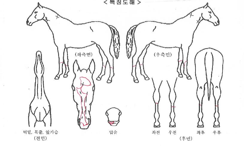 ���ĺ���� ����,���,�޸�,�λ�,�ٸ��� Ư¡����