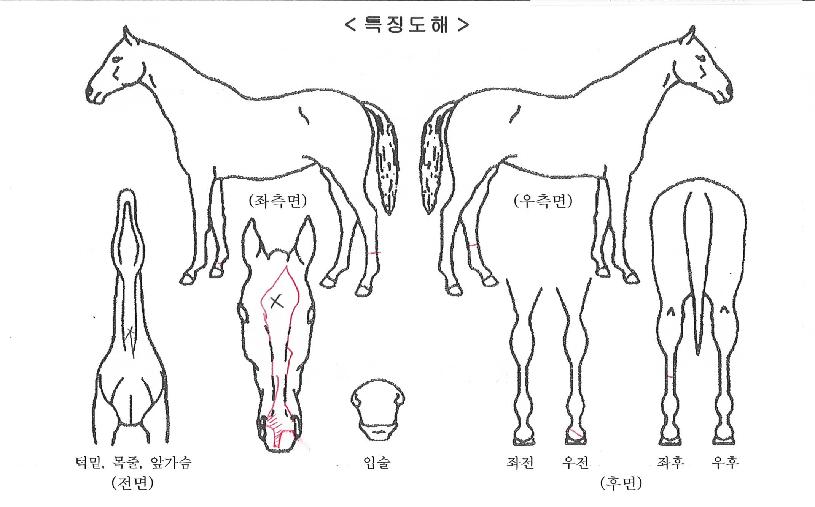 Ȳ¿ìÀå»çÀÇ Ãø¸é,¿ì¸é,µÞ¸é,µÎ»ó,´Ù¸®ÀÇ Æ¯Â¡µµÇØ