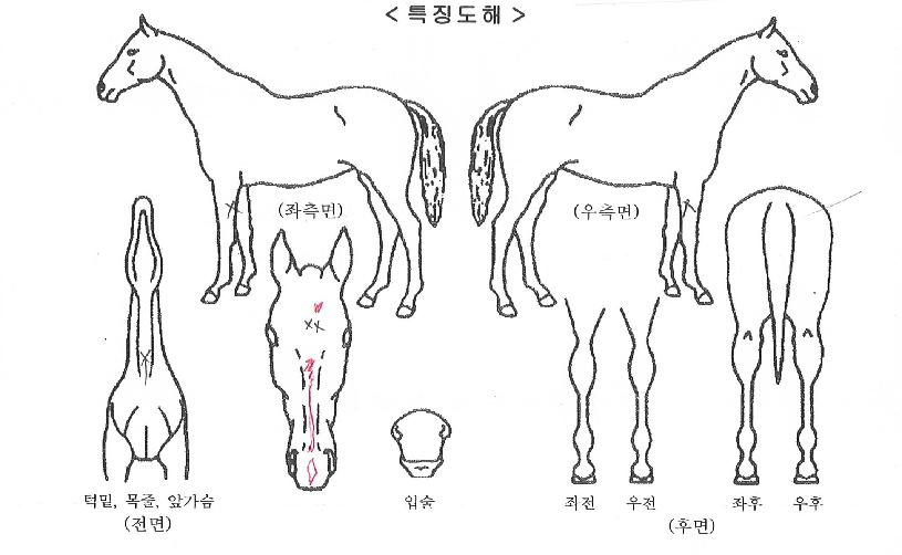 ¿ÀÄÉÀ̽ºÅ¸ÀÇ Ãø¸é,¿ì¸é,µÞ¸é,µÎ»ó,´Ù¸®ÀÇ Æ¯Â¡µµÇØ