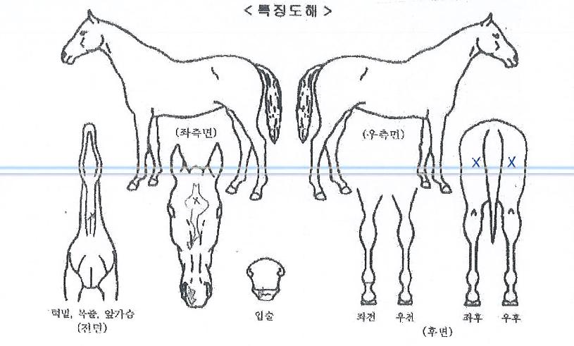 ���̳������� ����,���,�޸�,�λ�,�ٸ��� Ư¡����