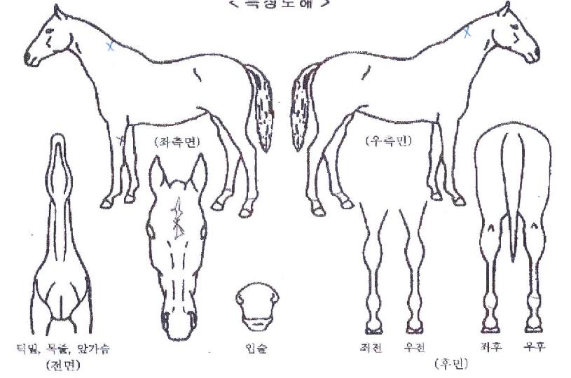 ����Ǯü��Ű�� ����,���,�޸�,�λ�,�ٸ��� Ư¡����