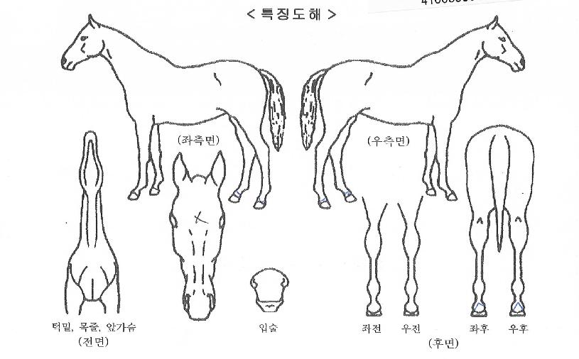 �ݵ������ ����,���,�޸�,�λ�,�ٸ��� Ư¡����