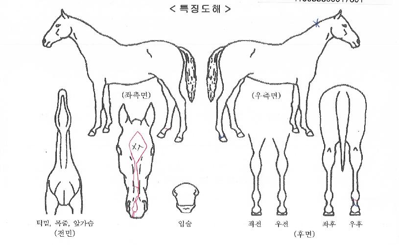 º£½ºÆ®·¹À̵ðÀÇ Ãø¸é,¿ì¸é,µÞ¸é,µÎ»ó,´Ù¸®ÀÇ Æ¯Â¡µµÇØ