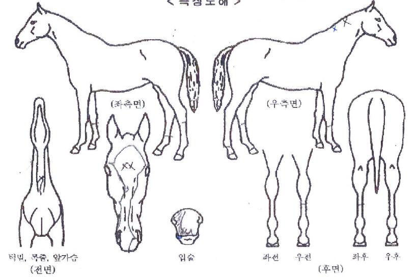 ī���������� ����,���,�޸�,�λ�,�ٸ��� Ư¡����