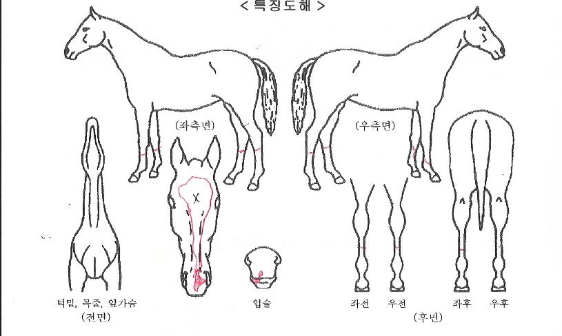 ����ǽ��� ����,���,�޸�,�λ�,�ٸ��� Ư¡����