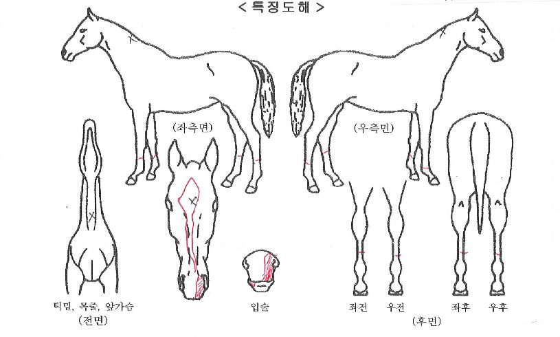 ������ ����,���,�޸�,�λ�,�ٸ��� Ư¡����