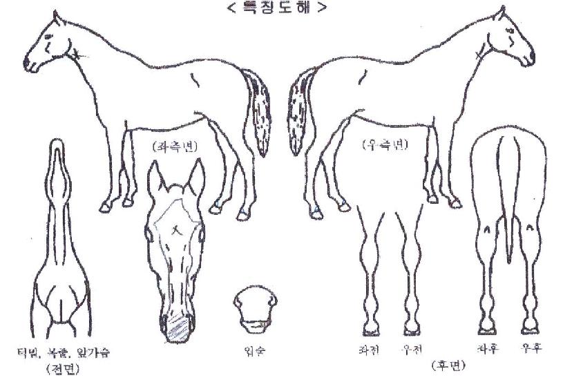 ÄÉÀ̾ÆÀÌÀÇ Ãø¸é,¿ì¸é,µÞ¸é,µÎ»ó,´Ù¸®ÀÇ Æ¯Â¡µµÇØ