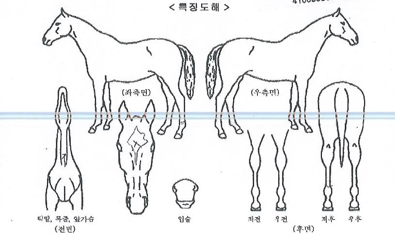 Áö´Ï¾î½ºÄýÀÇ Ãø¸é,¿ì¸é,µÞ¸é,µÎ»ó,´Ù¸®ÀÇ Æ¯Â¡µµÇØ