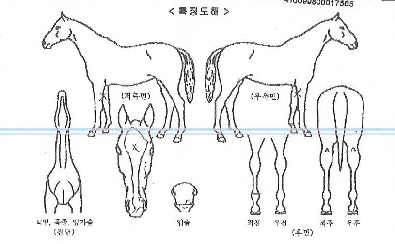 °í½ºÆ®¿ïÇÁÀÇ Ãø¸é,¿ì¸é,µÞ¸é,µÎ»ó,´Ù¸®ÀÇ Æ¯Â¡µµÇØ