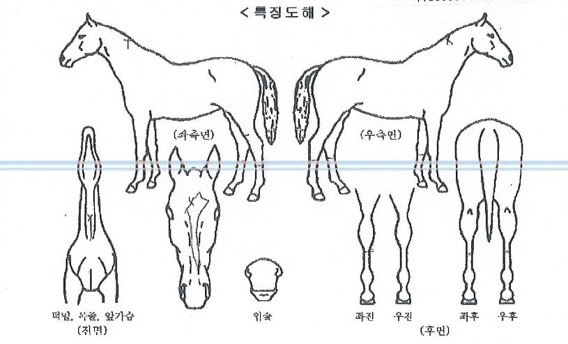 ��������� ����,���,�޸�,�λ�,�ٸ��� Ư¡����