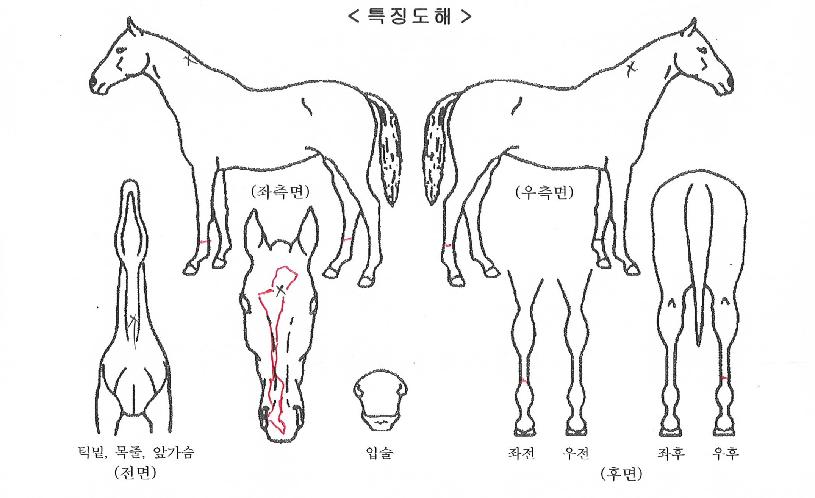 �¸�����ŷ�� ����,���,�޸�,�λ�,�ٸ��� Ư¡����