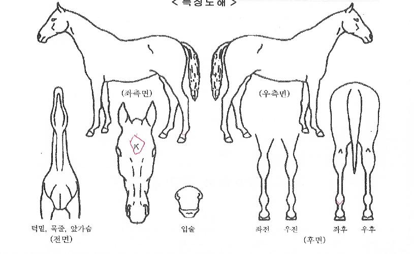 ÇԾȺҲÉÀÇ Ãø¸é,¿ì¸é,µÞ¸é,µÎ»ó,´Ù¸®ÀÇ Æ¯Â¡µµÇØ