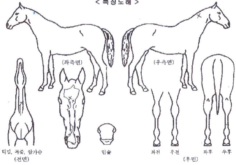 Ä«¿ì¶óÀÎÀÇ Ãø¸é,¿ì¸é,µÞ¸é,µÎ»ó,´Ù¸®ÀÇ Æ¯Â¡µµÇØ