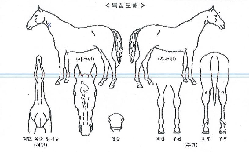 ¿ìÁÖÀüÀïÀÇ Ãø¸é,¿ì¸é,µÞ¸é,µÎ»ó,´Ù¸®ÀÇ Æ¯Â¡µµÇØ