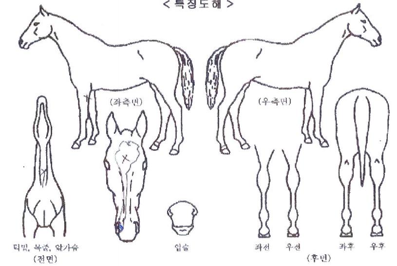 �ݼ��Ŀ��� ����,���,�޸�,�λ�,�ٸ��� Ư¡����