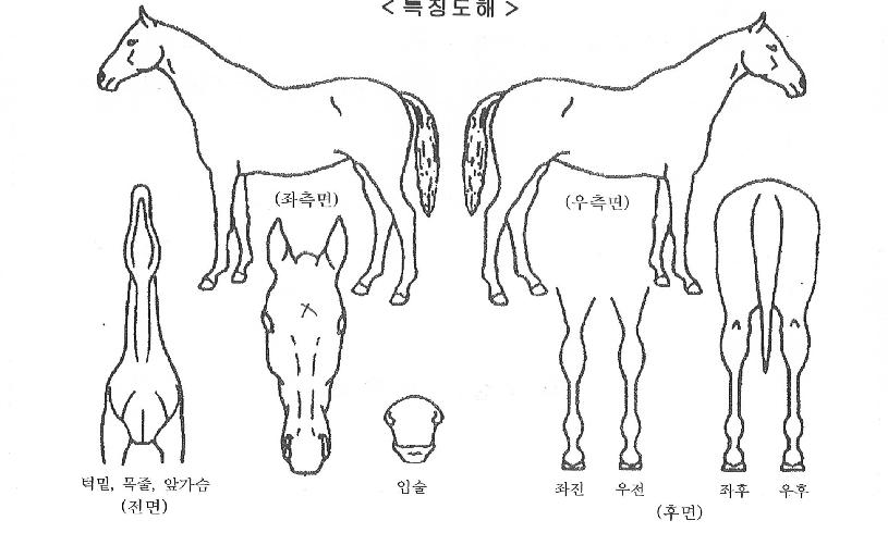 Ǫ¸¥¿Á¤ÀÇ Ãø¸é,¿ì¸é,µÞ¸é,µÎ»ó,´Ù¸®ÀÇ Æ¯Â¡µµÇØ