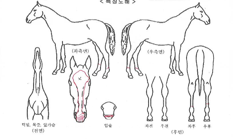 ÆÛ½ºÆ®ºí·¯µåÀÇ Ãø¸é,¿ì¸é,µÞ¸é,µÎ»ó,´Ù¸®ÀÇ Æ¯Â¡µµÇØ