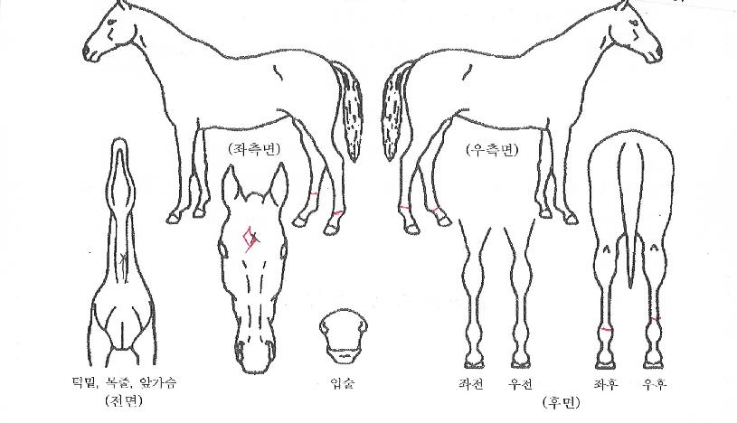 ÆÄ¿öÇ÷¹ÀÎÀÇ Ãø¸é,¿ì¸é,µÞ¸é,µÎ»ó,´Ù¸®ÀÇ Æ¯Â¡µµÇØ