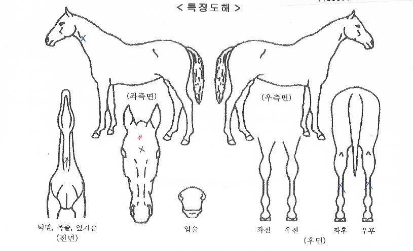 ���������̵��� ����,���,�޸�,�λ�,�ٸ��� Ư¡����