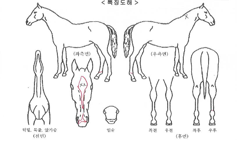 ����Ʈ�������� ����,���,�޸�,�λ�,�ٸ��� Ư¡����