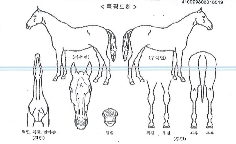 ³»±æÀÇÄýÀÇ Ãø¸é,¿ì¸é,µÞ¸é,µÎ»ó,´Ù¸®ÀÇ Æ¯Â¡µµÇØ