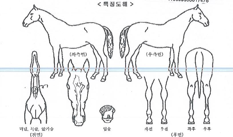 µµ·¹¹Ì¼ÛÀÇ Ãø¸é,¿ì¸é,µÞ¸é,µÎ»ó,´Ù¸®ÀÇ Æ¯Â¡µµÇØ