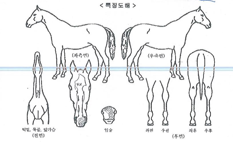 ����ŷ���� ����,���,�޸�,�λ�,�ٸ��� Ư¡����