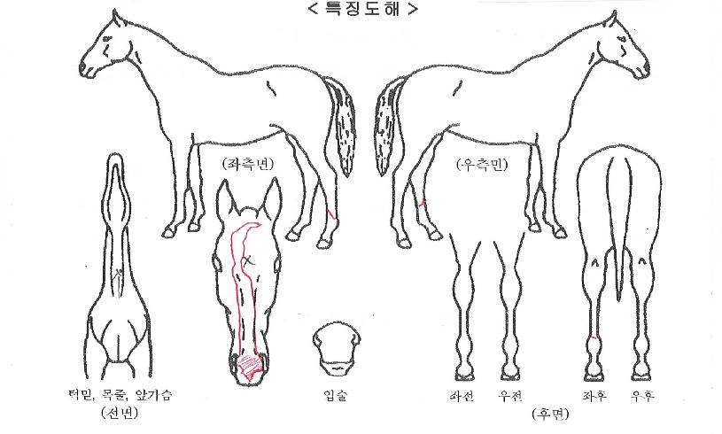 ���̸���� ����,���,�޸�,�λ�,�ٸ��� Ư¡����