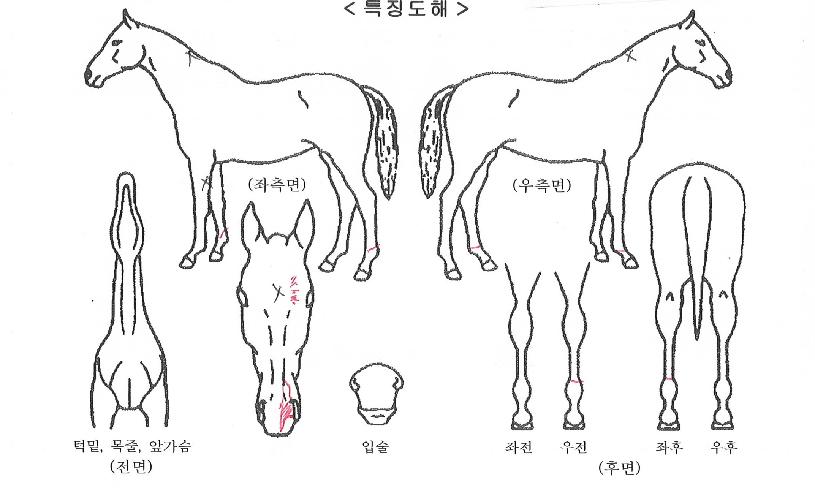 ������������ ����,���,�޸�,�λ�,�ٸ��� Ư¡����