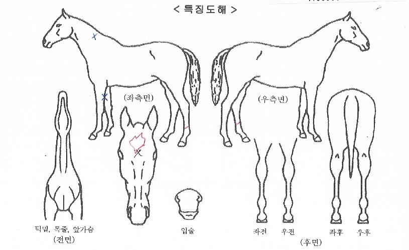 ±×·£µå½Ç¹öÀÇ Ãø¸é,¿ì¸é,µÞ¸é,µÎ»ó,´Ù¸®ÀÇ Æ¯Â¡µµÇØ