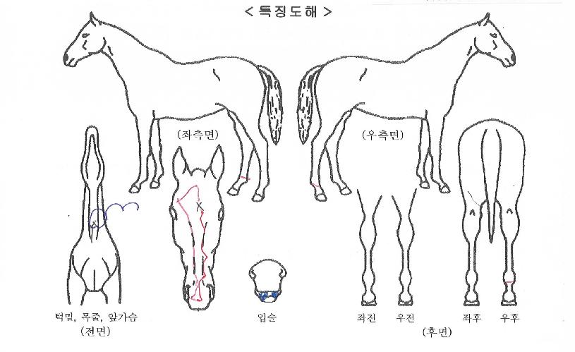 ��Ʈ��Ʈ���� ����,���,�޸�,�λ�,�ٸ��� Ư¡����