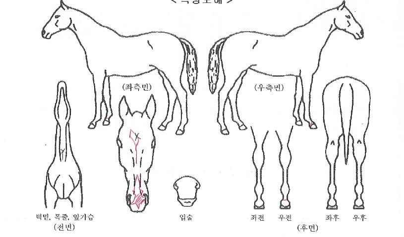 ÆÄÀÌÅͽºÅ¸ÀÇ Ãø¸é,¿ì¸é,µÞ¸é,µÎ»ó,´Ù¸®ÀÇ Æ¯Â¡µµÇØ