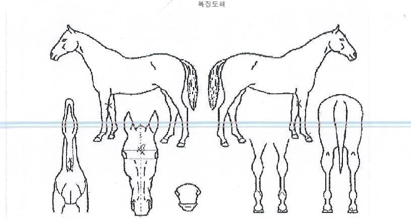 ¸¶ÀÌÆ¼À£ÀÇ Ãø¸é,¿ì¸é,µÞ¸é,µÎ»ó,´Ù¸®ÀÇ Æ¯Â¡µµÇØ