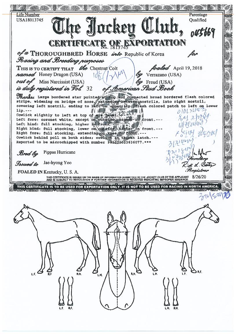 Çã´Ïµå·¡°ÇÀÇ Ãø¸é,¿ì¸é,µÞ¸é,µÎ»ó,´Ù¸®ÀÇ Æ¯Â¡µµÇØ