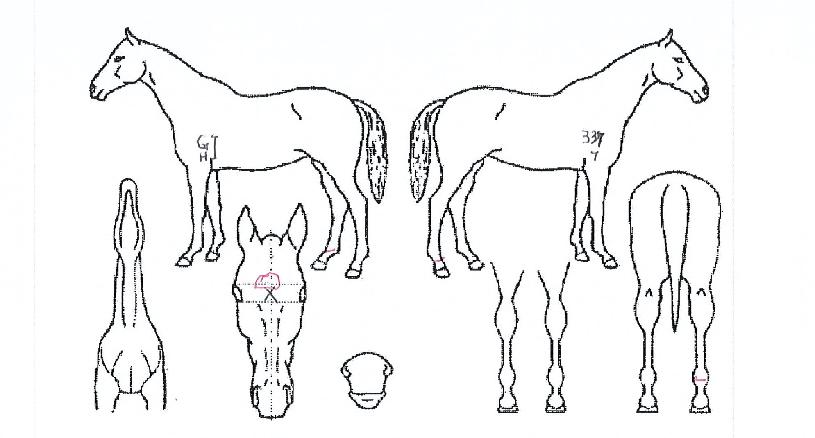 ¸®Ä¡¸ð¾î¸®Ä¡ÀÇ Ãø¸é,¿ì¸é,µÞ¸é,µÎ»ó,´Ù¸®ÀÇ Æ¯Â¡µµÇØ