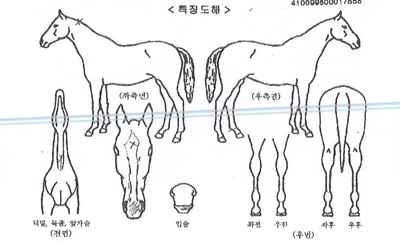 °Ã¶Àü»çÀÇ Ãø¸é,¿ì¸é,µÞ¸é,µÎ»ó,´Ù¸®ÀÇ Æ¯Â¡µµÇØ