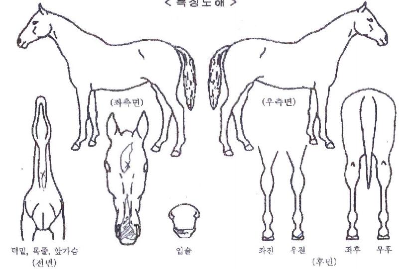 ����Ǯ�극���� ����,���,�޸�,�λ�,�ٸ��� Ư¡����