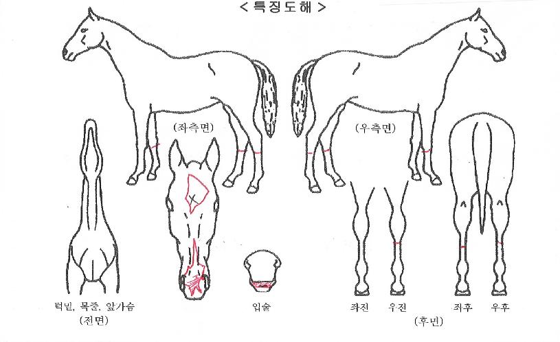 ¿ø´õÇ®¹Ù¿ìÀÇ Ãø¸é,¿ì¸é,µÞ¸é,µÎ»ó,´Ù¸®ÀÇ Æ¯Â¡µµÇØ